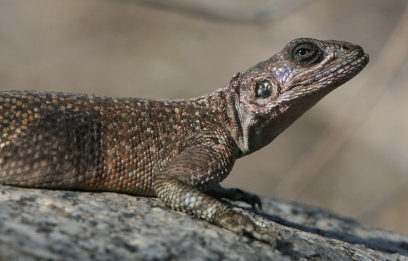 female agama